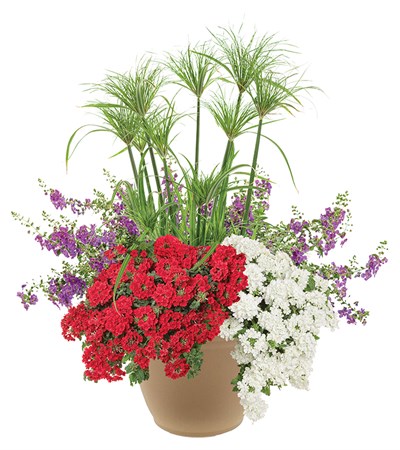 American Rhythm Planter